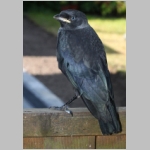 Corvus monedula - Dohle 14a - jung.jpg